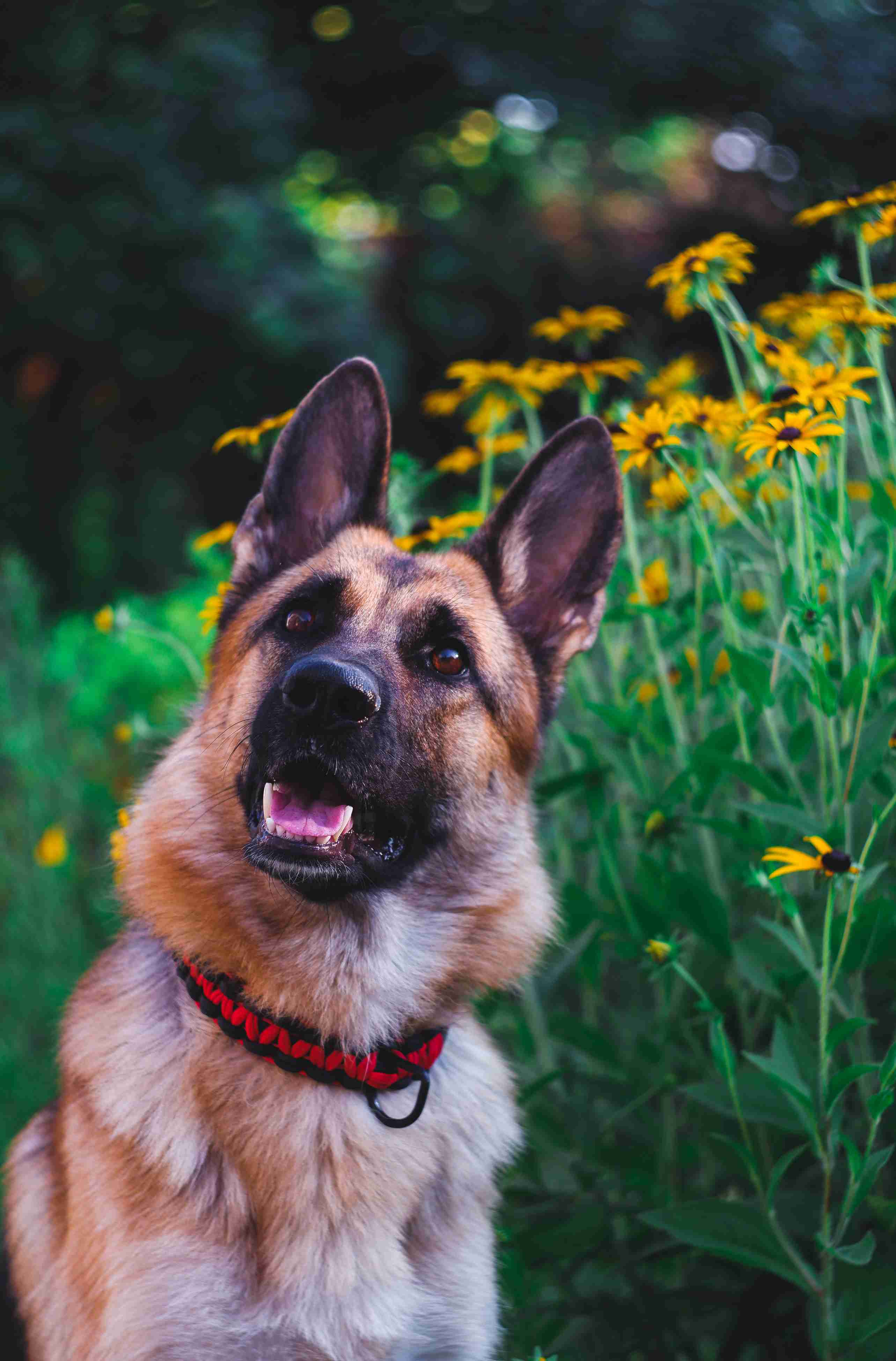 How do you choose a reputable breeder for a German shepherd?